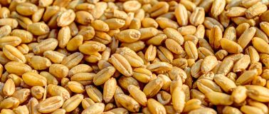 A pile of wheat grains